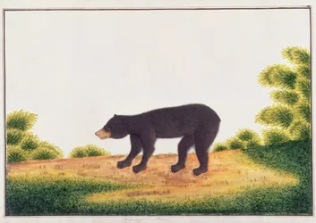 Ours, Broo-ang, de Dessins d